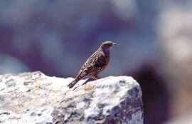 Xalambrí de muntanya ("Prunella collaris")