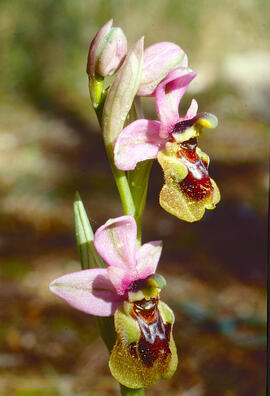 Mosca vermella ("Ophrys tenthredinifera")