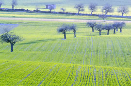 Sembrat entre figueres