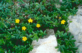 Agrella ("Oxalis corniculata")