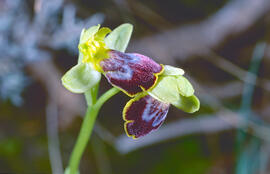 Orquídia ("Ophrys balearica")