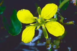 Mostassa borda ("Sinapis arvensis")