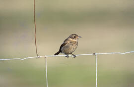 Vitrac ("Saxicola rubicola")