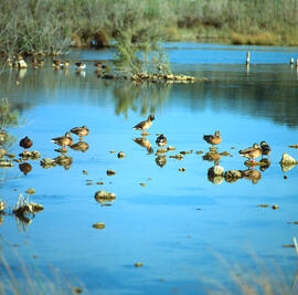 Grup de collblaus ("Anas platyrhynchos")