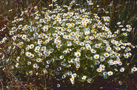 Margalida ("Bellis sylvestris")