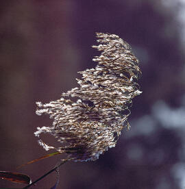 Canyís ("Phragmites australis")