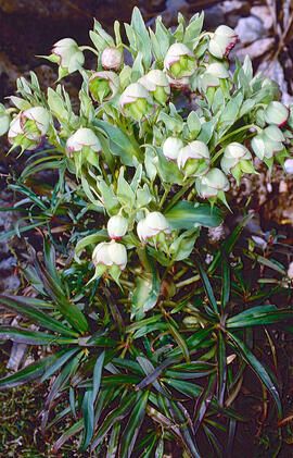 Marxívol ("Helleborus foetidus")