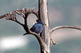Pàssera ("Monticola cyaneus")