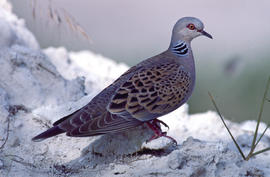 Tórtera ("Streptopelia turtur")