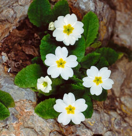 Primavera blanca ("Primula vulgaris")