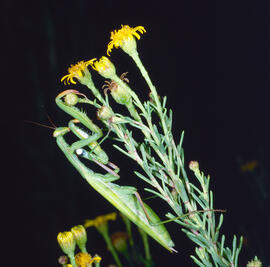 Salsona ("Limbarda crithmoides")