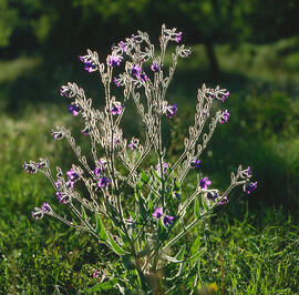 Borratja ("Borago officinalis")
