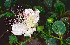 Taperera ("Capparis spinosa")