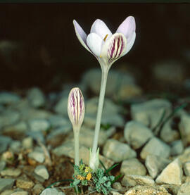 "Crocus biflorus"