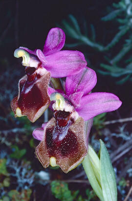 Mosca vermella ("Ophrys tenthredinifera")