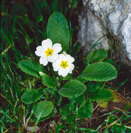 Primavera blanca ("Primula acaulis")