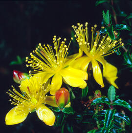 Estepa joana ("Hypericum balearicum")