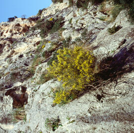 Estepa joana ("Hypericum balearicum")