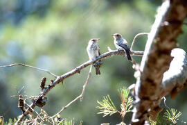 Picamosques ("Muscicapa striata")