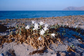 Lliri de mar ("Pancratium maritimum")