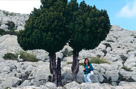 Dona de Climent Picornell al costat de un teix