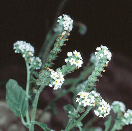 Herba berruguera ("Heliotripium europaeum")