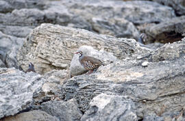 Perdiu ("Alectoris rufa")