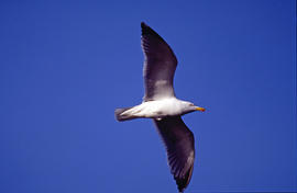 Gavina ("Larus michahellis")