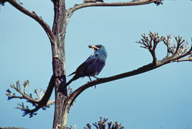 Pàssera ("Monticola solitarius")