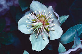 Palònia blanca ("Helleborus lividus")