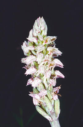 Orquídia ("Neotinea tridentata")