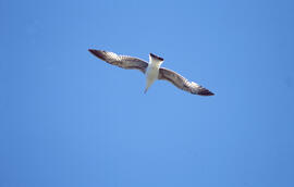 Gavina ("Larus michahellis") volant