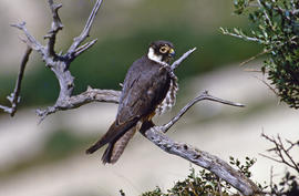 Falcó ("Falco peregrinus")