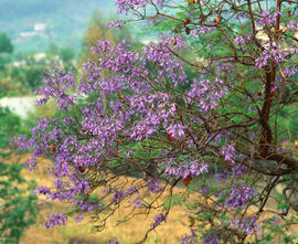 "Jacaranda mimosifolia"