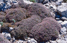 Gatell ("Launaea cervicornis")