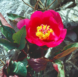 "Helleborus orientalis"