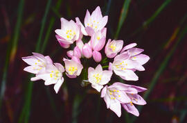 All de bruixa ("Allium roseum")
