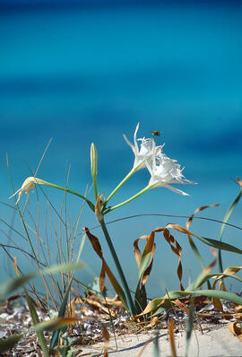 Lliri de mar ("Pancratium maritimum")