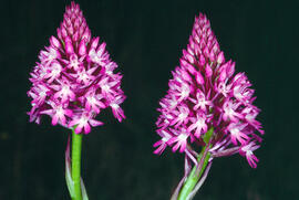 Abellera olorosa ("Anacamptis coriophora")