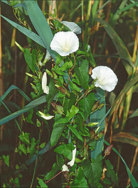Campanetes ("Calystegia sepium")