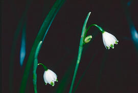 Assa ("Leucojum aestivum")