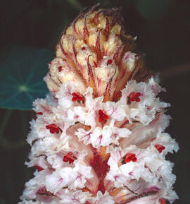Espàrecs bords ("Orobanche crenata")