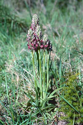 Abellera olorosa ("Anacamptis coriophora")