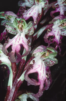 Mosques grosses ("Himantoglossum robertianum")
