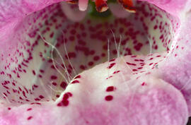 Dedalera ("Digitalis purpurea")