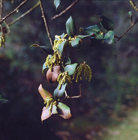 Alzina ("Quercus ilex")