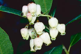 Arboç ("Arbutus unedo")