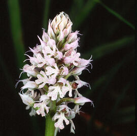 Orquídia ("Neotinea tridentata")