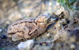 Sebel·lí ("Burhinus oedicnemus")