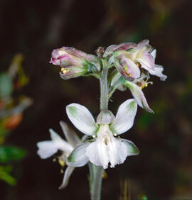 Alzineta ("Teucrium chamaedrys")